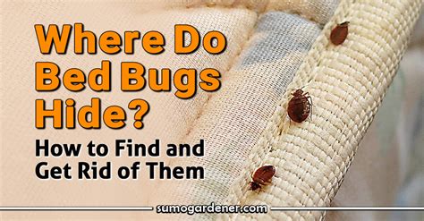 do bed bugs hide in books... or is it just a common misconception?