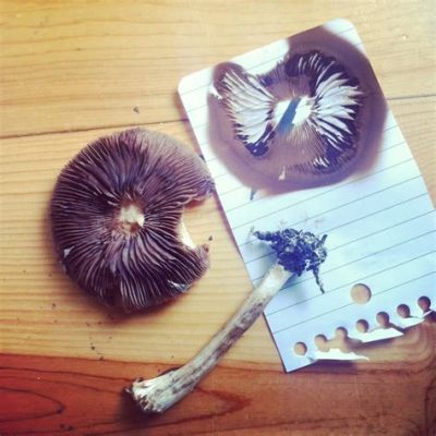 how to spore print a mushroom and explore the world of fungi through art